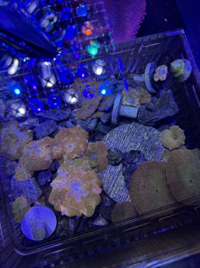 IMG_9037.jpeg
