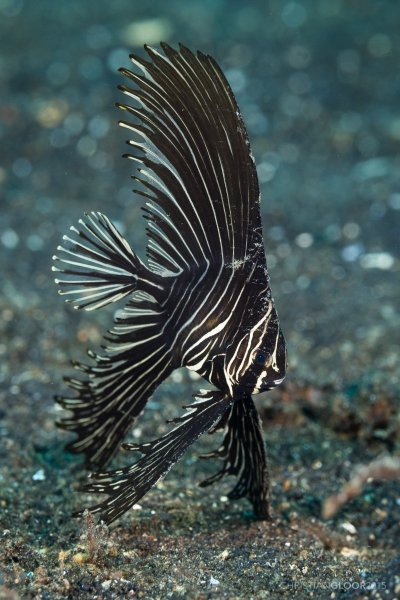 Batfish and Spadefish