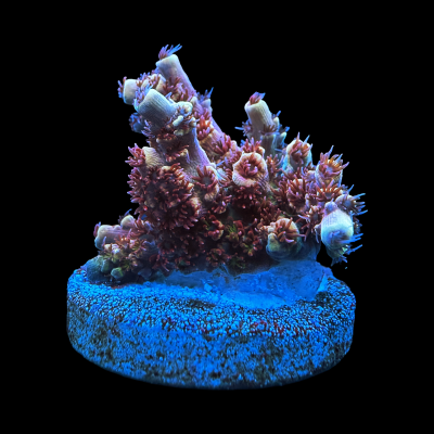 IMG_5195.png