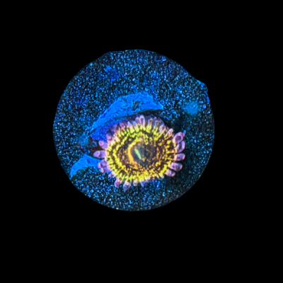 IMG_5242.png