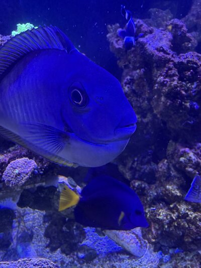 IMG_5330.jpeg