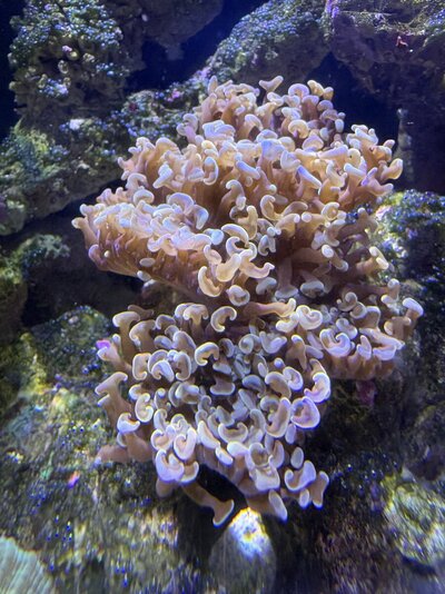 IMG_4925.jpeg