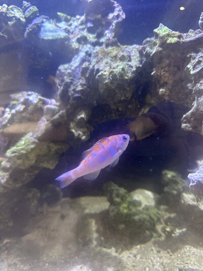 IMG_5172.jpeg