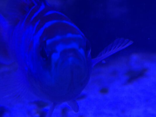 IMG_5085.jpeg
