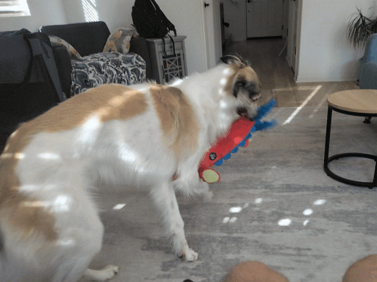PXL_20260329_155226815_exported_stabilized_1774799903727.gif