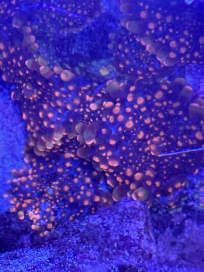 IMG_7235.jpeg