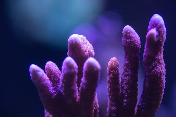 2x Macro-8.jpg