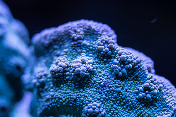 2x Macro-10.jpg