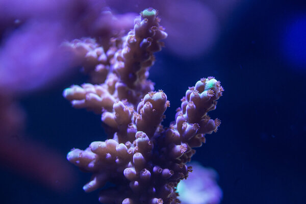 2x Macro-11.jpg