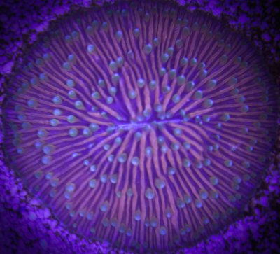 Fungia Plate Coral 1.jpg