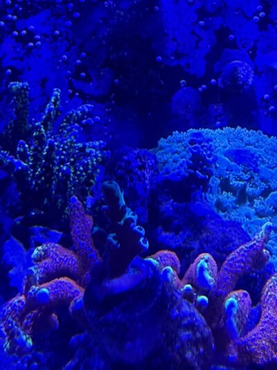 IMG_0792.jpeg