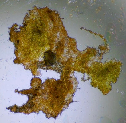 algae_2.jpeg algae_2.jpeg