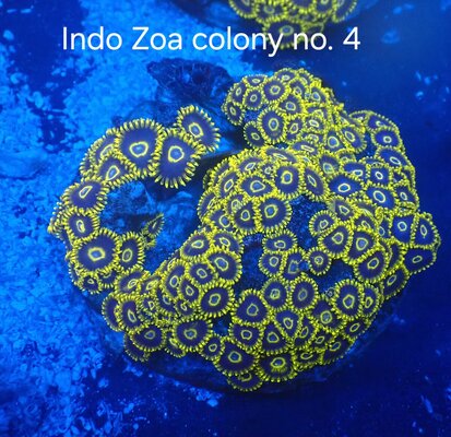 INDO ZOA 004.JPG