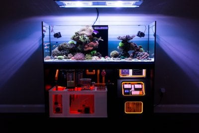 R2R Reef of the Month Spotlight: Broadfield - March 2017