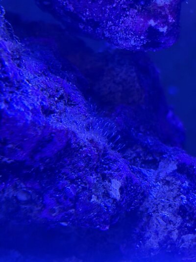 IMG_2378.jpeg
