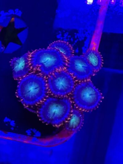 IMG_0118.jpeg