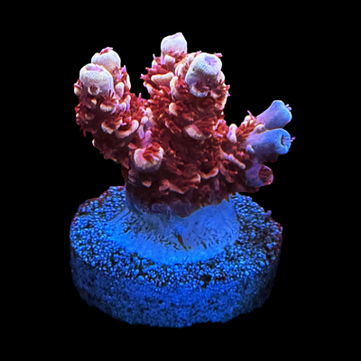 IMG_5488.png