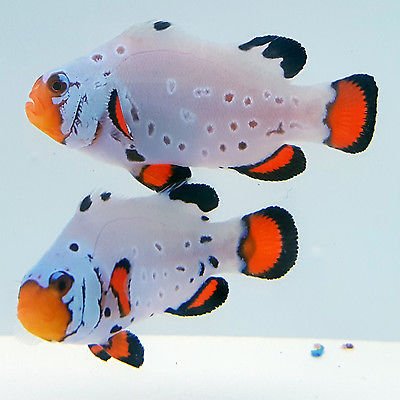 Frostbite SubZero Clownfish & Prize Pack Giveaway! Sponsored by Sustainable Aquatics