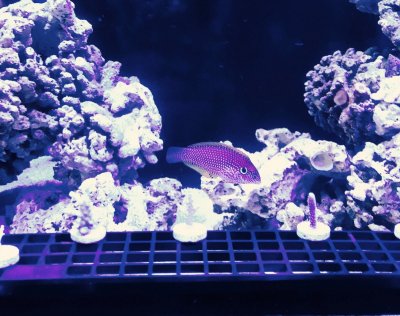 wrasse.jpg wrasse.jpg