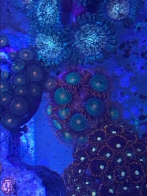 gatorade zoas.JPG