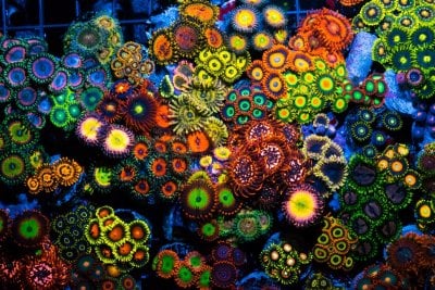 Zoas & Palys: A Kaleidoscope of Color