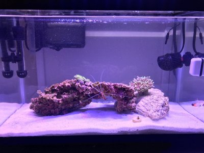 Things to consider - Nano Reef Guide