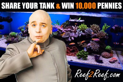 Share Your Reef $100 Cash Giveaway! (NOT A PHOTO CONTEST)