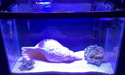 frag tank (2).JPG frag tank (2).JPG