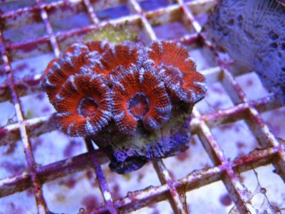519coral 017.jpg