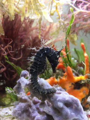 Keeping Seahorses in Aquaria #6 - Dealing with Travel and Sickness
