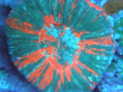 BRS 378.jpg