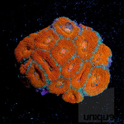 UC2inch-ultra-orange-acan-colony-148.JPG