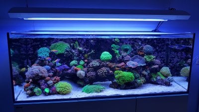 R2R Reef of the Month Spotlight: Anton Post's Dutch Reef - August 2017
