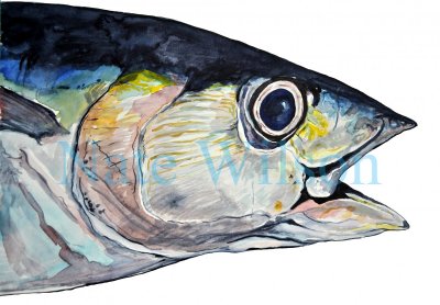 yellowfin face.jpg