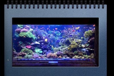 Joe Yaiullo: Bonsai Reef Keeping in a 20,000 Gallon Box | MACNA17