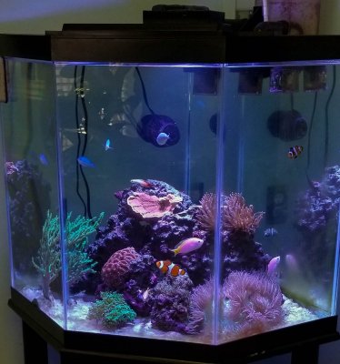 The significance of reef tank lighting; a semi-scientific documentary.