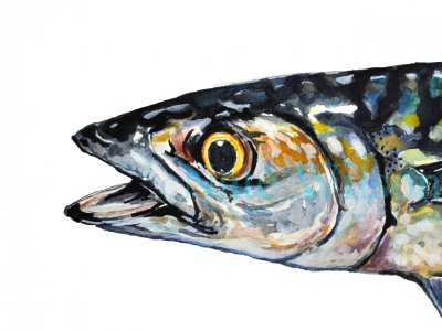 japanese mackerel face.jpg