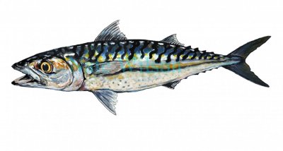 japanese mackerel.jpg