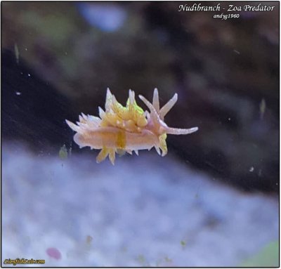 nudibranch-zoanthid-predator-9.jpg