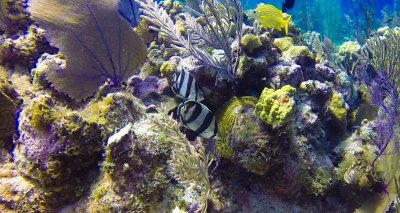 banded butterfly fish (1 of 1).jpg