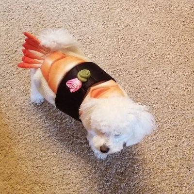Sushi Pup.jpg