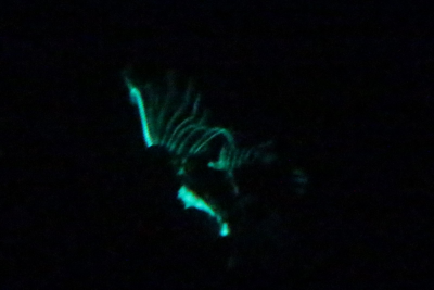 Reefing After Dark – Bioluminescence in the Reef Aquarium
