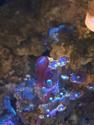 Polyp.jpg Polyp.jpg