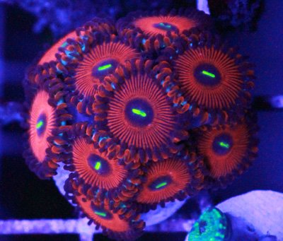 Assoted Red Zoas.jpg