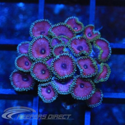 Death Palys Zoa.jpg Death Palys Zoa.jpg