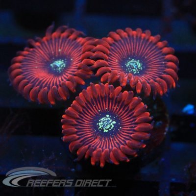 Corals10-5-17.4-27-600x600.jpg