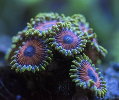 eagle eye zoas.jpg