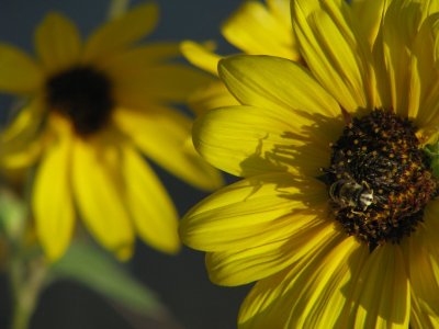 Sunflower with Bee.jpg