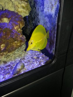 Biocube Yellow Tang.jpg