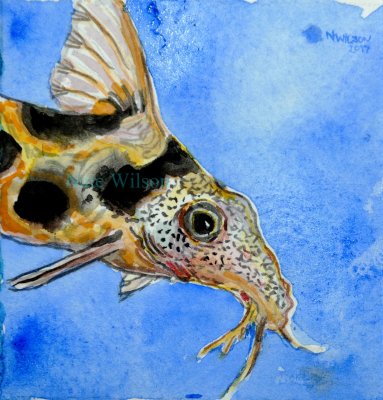 syndontidae catfish.jpg